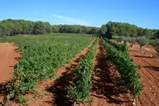 vinmark-st-martin-de-la-garrigue-1